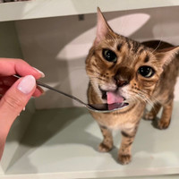 猫カフェPuchi Marry沖縄北谷店