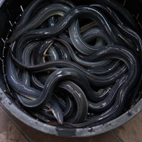 土井活鰻 金閣寺店