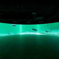カワスイ 川崎水族館