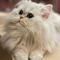 猫カフェPuchi Marryイオンモールかほく店