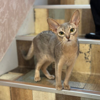 猫カフェPuchiMarry名古屋大須店