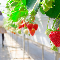 いちご農園 SAEMON FARM