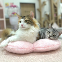 猫カフェPuchiMarryイオンモール大牟田店