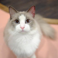猫カフェPuchi Marry京都河原町店