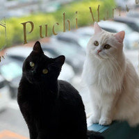 猫カフェPuchi Marry沖縄北谷店