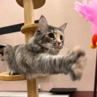 猫カフェPuchi Marryイオンモールかほく店