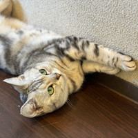 猫カフェPuchiMarry名古屋大須店