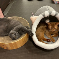 猫カフェPuchi Marry京都河原町店