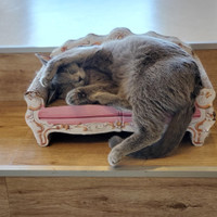 猫カフェPuchi Marry沖縄北谷店