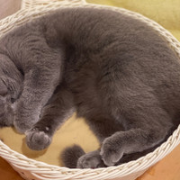 猫カフェPuchiMarry名古屋大須店