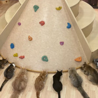 猫カフェPuchi Marryラソラ札幌店