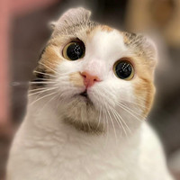 猫カフェPuchi Marryイオンモールかほく店
