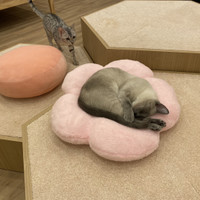 猫カフェPuchi Marry仙台青葉店