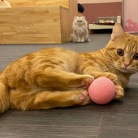 猫カフェPuchi Marryイオンモールかほく店