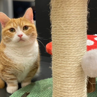 猫カフェPuchi Marryラソラ札幌店