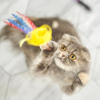 猫カフェPuchi Marryイオンモールつくば店