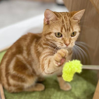 猫カフェPuchiMarryイオンモール大牟田店