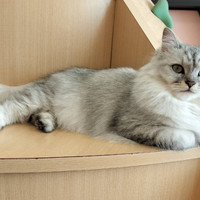 猫カフェPuchi Marryラソラ札幌店