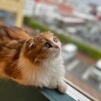 猫カフェPuchi Marry沖縄北谷店