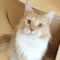 猫カフェPuchi Marryラソラ札幌店