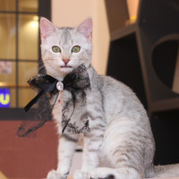 猫カフェPuchi Marryラソラ札幌店