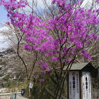 魚山亭やまぶき