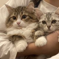 猫カフェPuchi Marry仙台青葉店