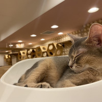 猫カフェPuchi Marry仙台青葉店