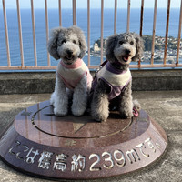 ペットと泊まれる貸切天然温泉の宿 マーフィ
