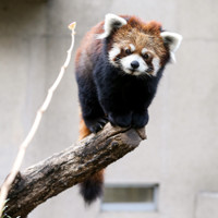 群馬サファリパーク