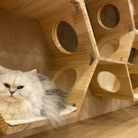 猫カフェPuchi Marry仙台青葉店
