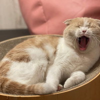 猫カフェPuchiMarry名古屋大須店