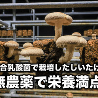 KIGARUオンラインショップ