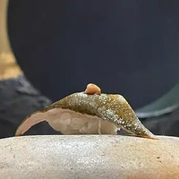 鮨 てんしょう