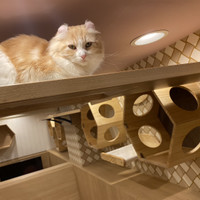 猫カフェPuchi Marry仙台青葉店
