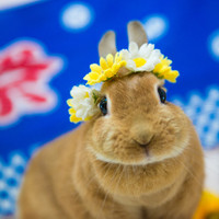 うさぎカフェ　うさびび