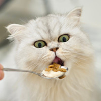 猫カフェPuchi Marryイオンモールつくば店