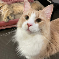 猫カフェPuchi Marry京都河原町店