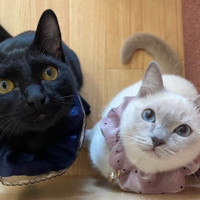 猫カフェPuchi Marryラソラ札幌店