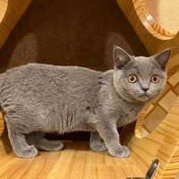 猫カフェPuchi Marry仙台青葉店