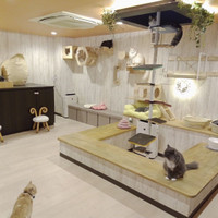 猫カフェPuchiMarry名古屋大須店