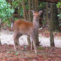 鹿の音がこだまするお宿　離れ　花山水
