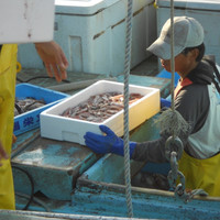 大栄魚類株式会社