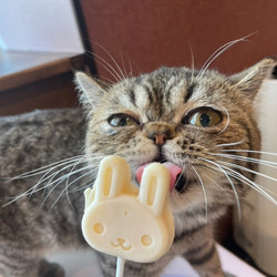 猫カフェPuchi Marry京都河原町店 8枚目