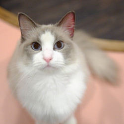 猫カフェPuchi Marry京都河原町店 1枚目