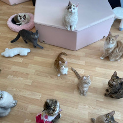 猫カフェPuchi Marry京都河原町店 7枚目