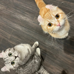 猫カフェPuchi Marry京都河原町店 4枚目