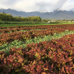 和伊わい亭 4枚目