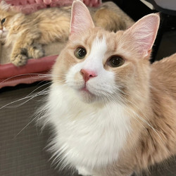 猫カフェPuchi Marry京都河原町店 2枚目