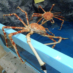 蒲郡市観光協会 3枚目